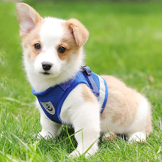 FEimaX Dog Harness and Leash Set - Image 8